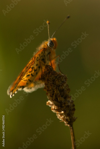 Butterfly Perched on a Flower