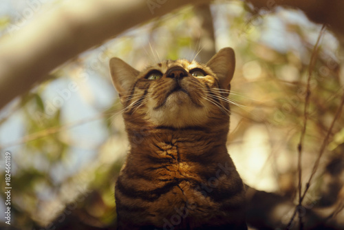 Bengal Cat in a Tree