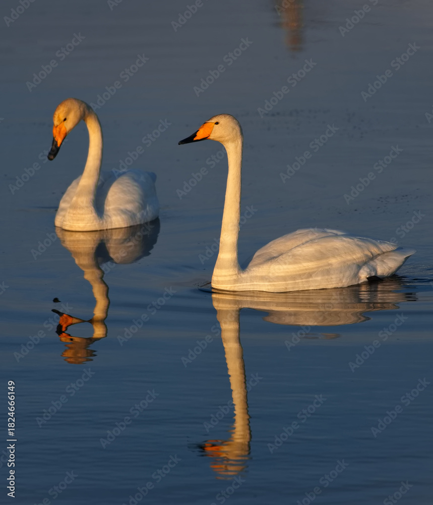 Obraz premium Russia. The South of Western Siberia, the Altai Mountains. A graceful pair of whooping swans in the rays of the sunset spring sky are feeding in a village lake after a difficult flight.