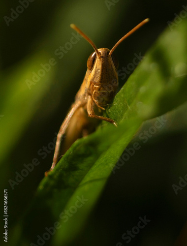Grasshopper Macro Portraits