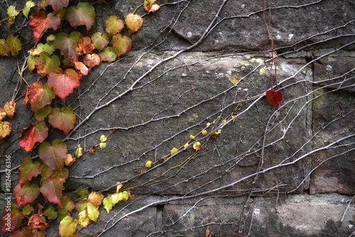autumn leaves on the stone