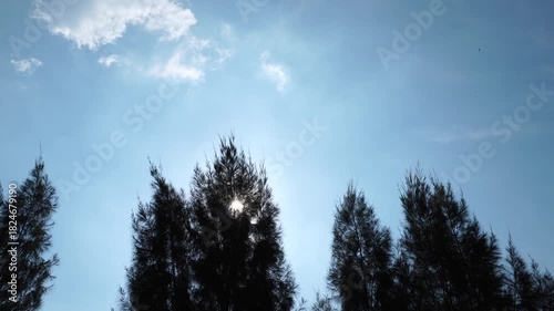 Light in the Pine Forest Sky