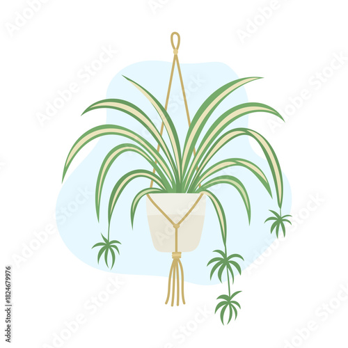 Airy indoor scene features cascading chlorophytum leaves with fresh striped texture, chlorophytum bringing lively greenery mood, calming natural vibe, stylish botanical accent perfect for modern decor