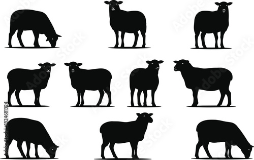 Sheep silhouettes collection, grazing and standing poses, farm livestock animals, black vector illustration, rural agriculture design isolated on white background