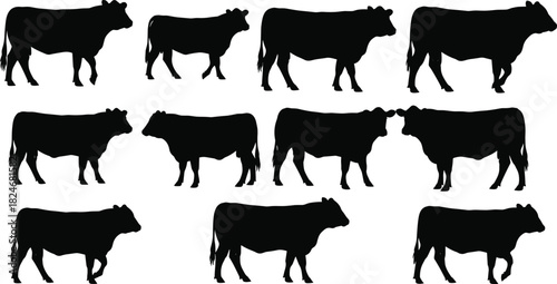 Walking cow silhouettes set, black cattle figures collection, farm livestock vector illustration, rural agriculture animals, isolated on white background design