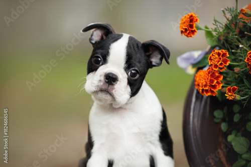 cute boston terrier puppy portrait outdoors