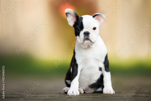 cute boston terrier puppy sitting outdoors