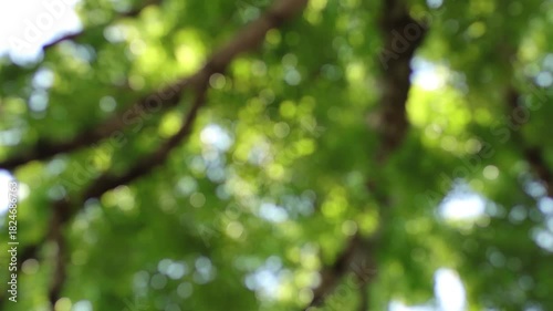 blurry green leaves background
