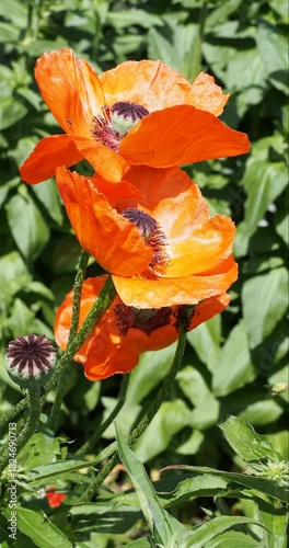 Mound of papaver oriental flowers called oriental poppies with crêpe-papery-like orange petals bristly atop  silky stems tiges 