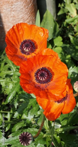 Papaver orientale |  Oriental poppy - Tournefort poppy - Calomecon orientale. Ephemeral large red-orange flowers shaped like fragile crêpe papery with black eyes

