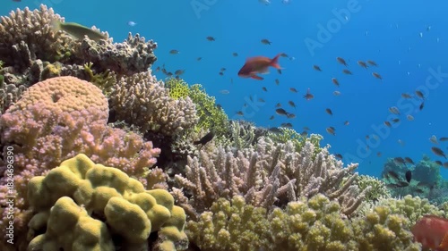 Explore a vibrant coral reef ecosystem in the Red Sea. See schools of fish swim among colorful corals in the crystal clear water during a sunny day.