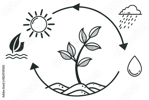 Hand-drawn illustration of the water cycle with plant growth and sun rain