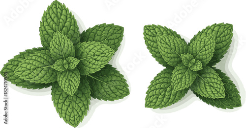 Fresh mint leaves close up isolated on white background for culinary and herbal medicine use case