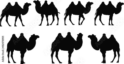 Black Silhouette Set of Arabian Two-Humped Camels in Various Poses, Including Walking and Standing, Ideal for Desert and Middle Eastern Design.