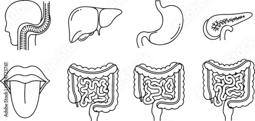 Vector Icons of Human Digestive System Organs and Parts