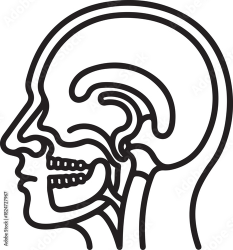 Stylized Black and White Line Art of Human Head and Skull Anatomy