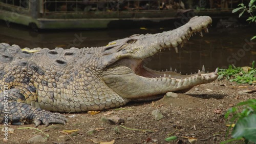 Close Up of Crocodile with Open Mouth