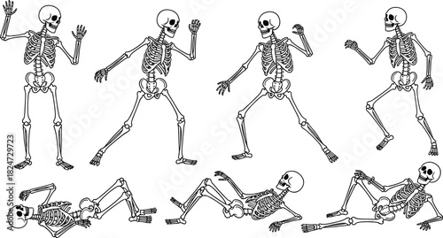 Set of Human Skeletons Vector Illustrations in Standing, Fighting, and Lying Down Poses for Halloween, Medical, and Humorous Bone Designs.