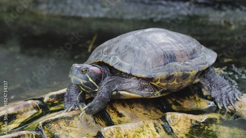 Red Eared Slider Turtle Resting on a Rock Near Water in Natural Habitat