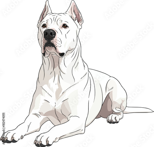 Gull Dong dog lying down with alert raised head stance