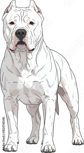 Gull Dong dog standing alert facing front guarding stance