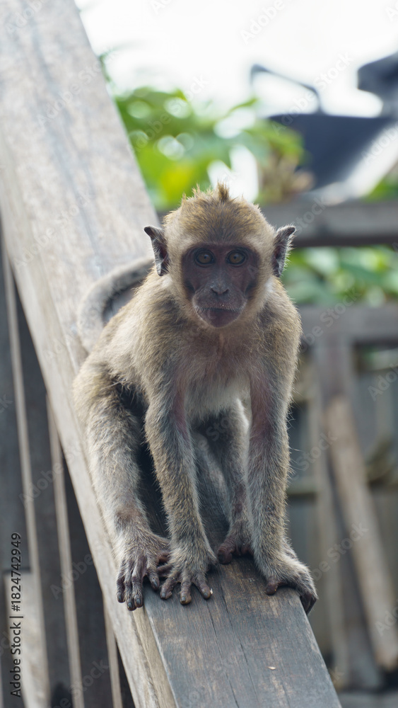 Fototapeta premium Urban wildlife interaction captured through expressive primate gaze Nusa Penida Kelingking Beach Bali 