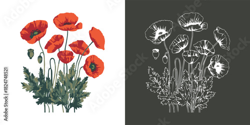 Poppy flower botanical illustration set with coloured and outline floral drawings for natural herb and garden design