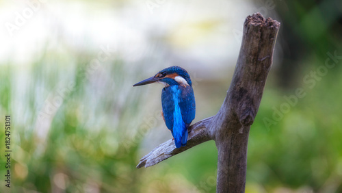 kingfisher on the branch
