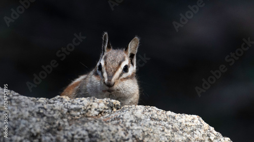 squirrel in the park