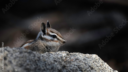 chipmunk on the rock