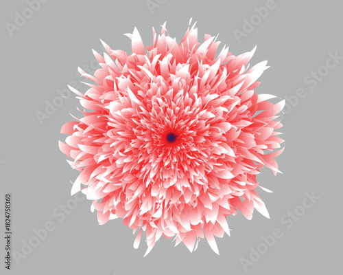 Red chrysanthemum flower - Abstract red layered spiky flower vector illustration for decorative design