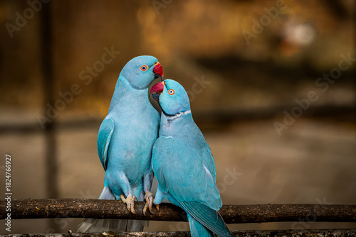 Fotografia Perruches à collier bleues occupées à se faire des câlins