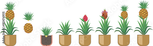 Propagation of pineapple by twisting off the leafy crown from a ripe pineapple fruit.Pineapple plant (Ananas comosus) growth stages from young plant to mature fruiting plant with ripe pineapple fruit	