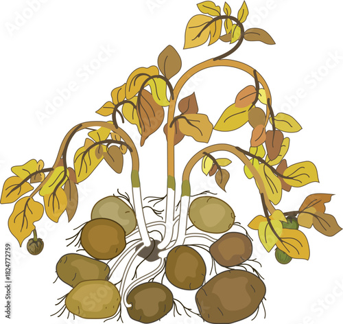 Ripe potato plant with yellow foliage isolated on white background	