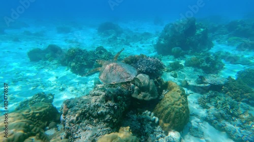 Underwater view of sea turtle swimming over coral reef in clear tropical ocean. Peaceful marine life scene showcasing aquatic wildlife, reef habitat, and exotic travel destination in Asia.