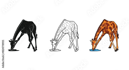 Three giraffes drinking water, depicted in silhouette, outline, and full color