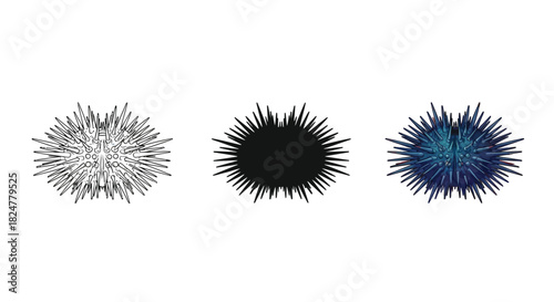 Collection of three sea urchin illustrations outline, black silhouette, and blue