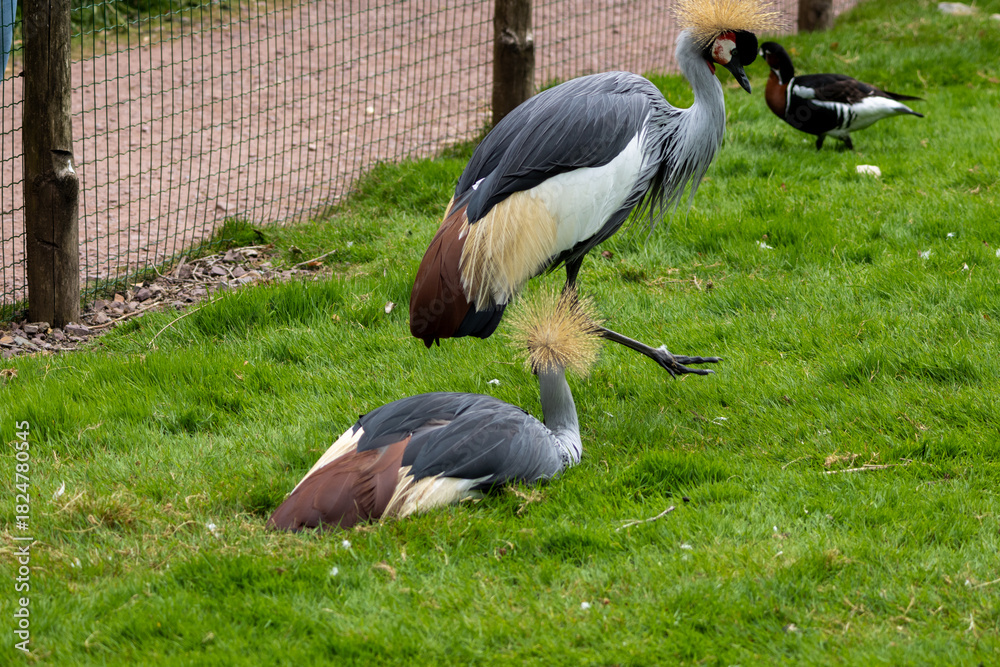 Obraz premium Grue Royale