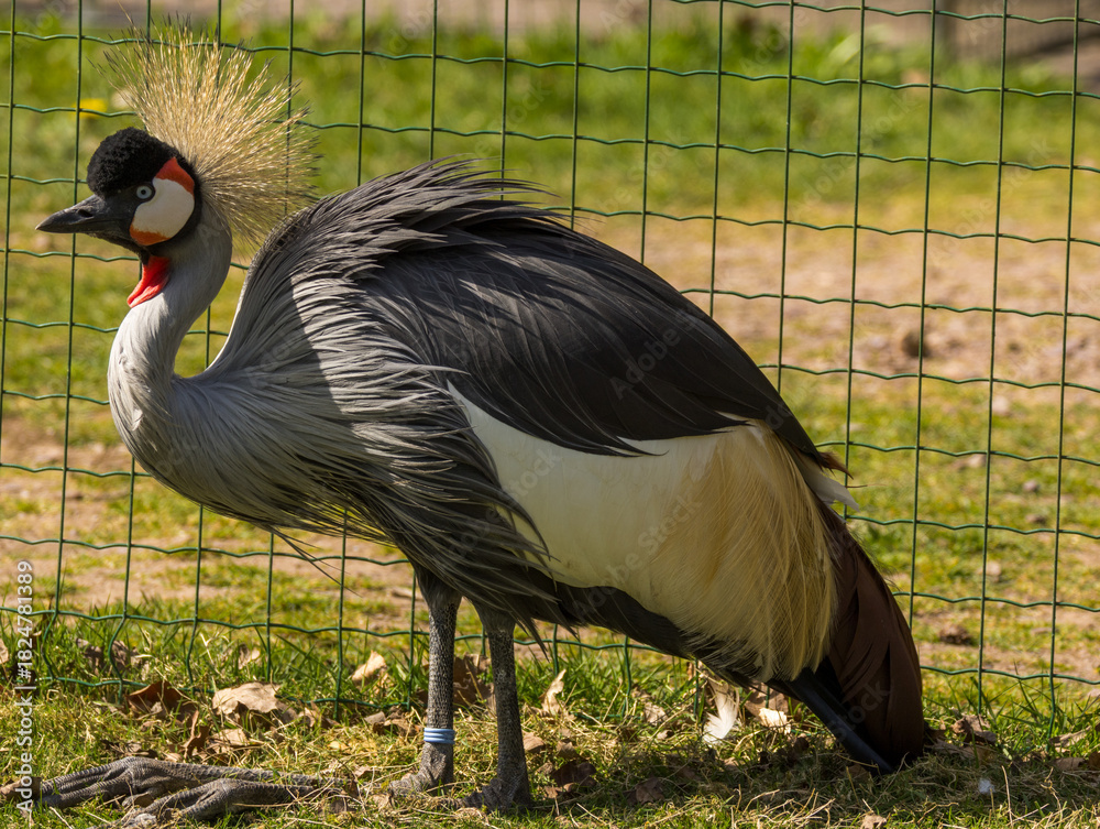 Obraz premium Grue Royale