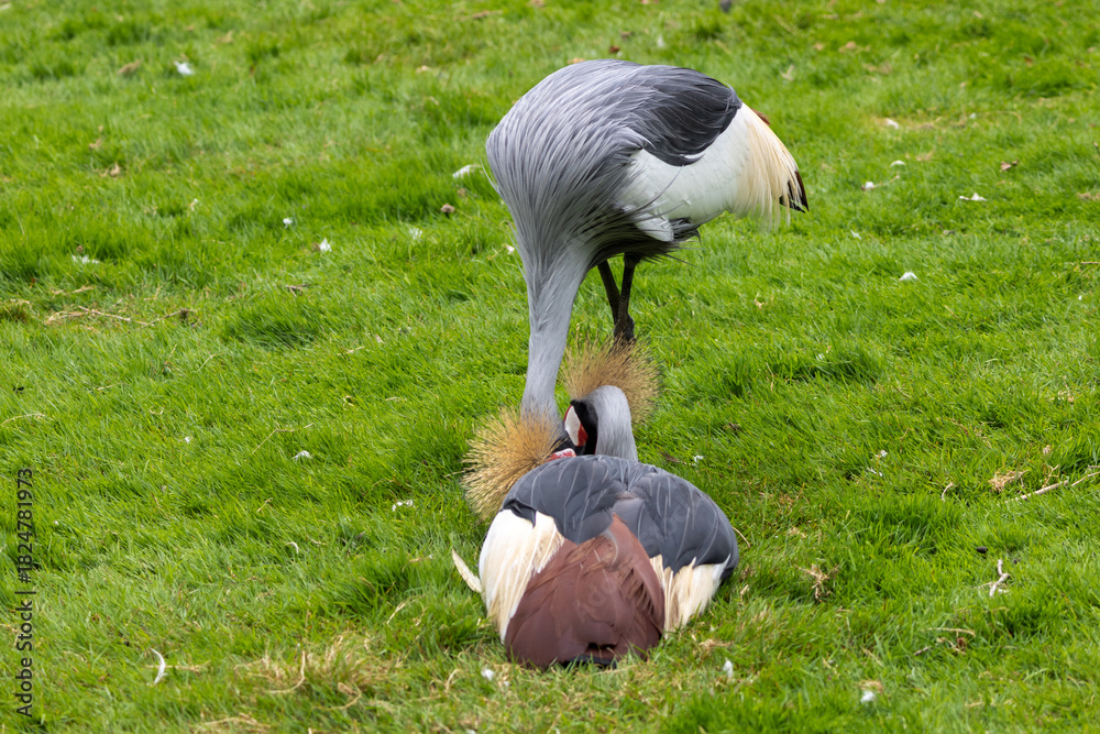 Obraz premium Grue Royale