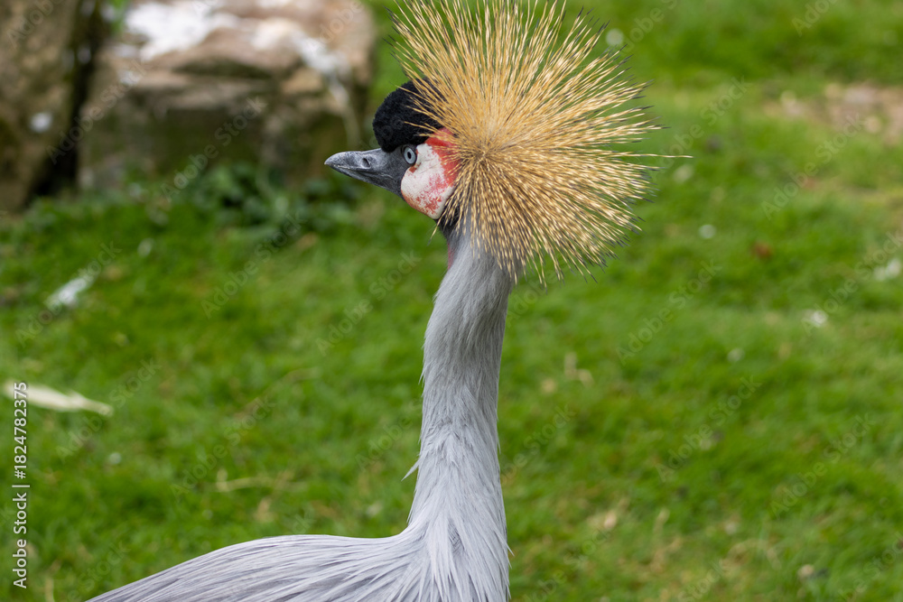 Obraz premium Grue Royale