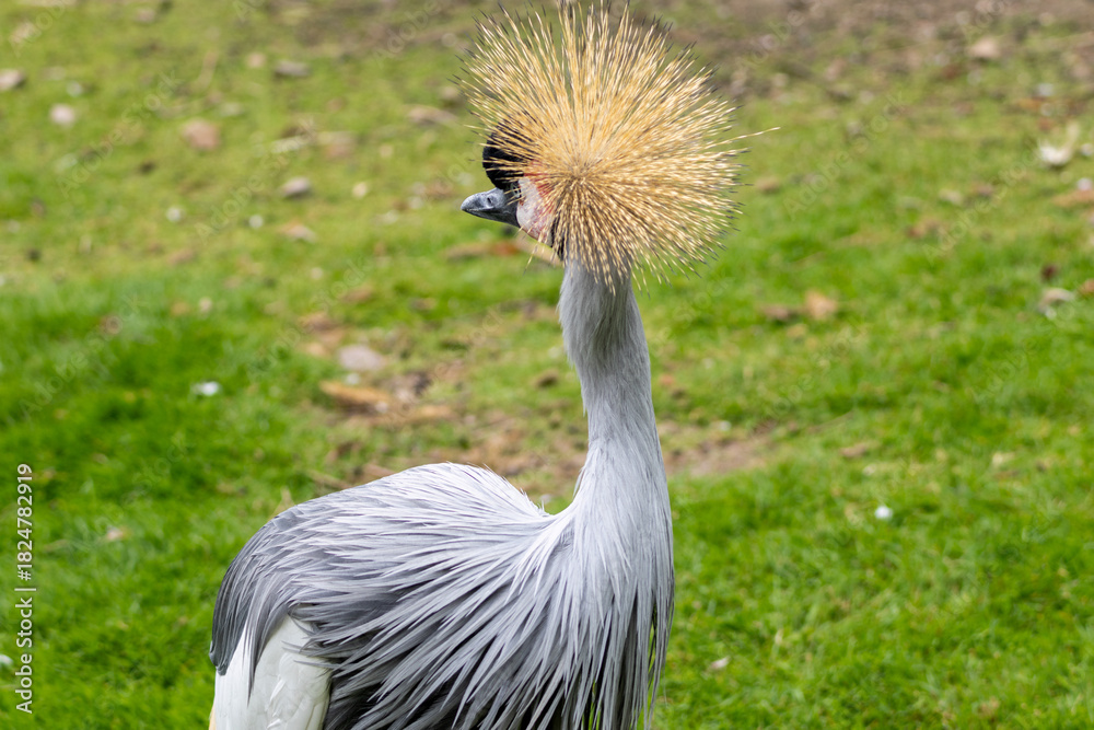 Obraz premium Grue Royale