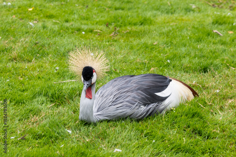 Obraz premium Grue Royale