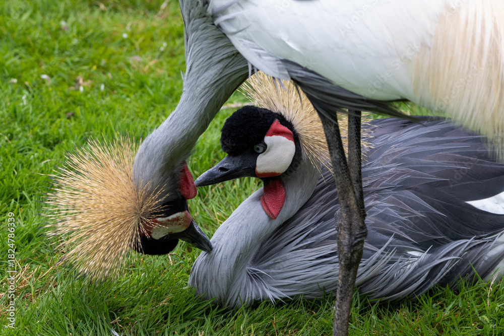 Obraz premium Grue Royale