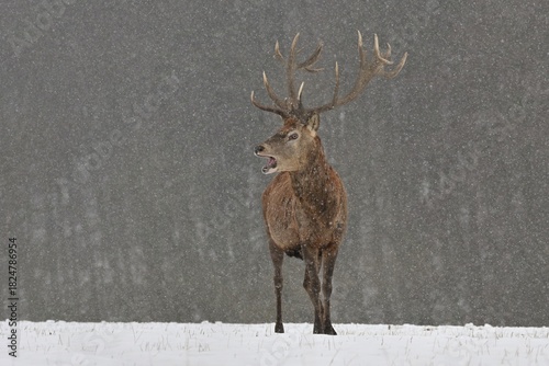 Red deer new antlers wildlife Cervus elaphus fawn western red deer male European graze in meadow nice eyes fur forest mountains, nice darling, widespread hunting animal care, hunted Europe