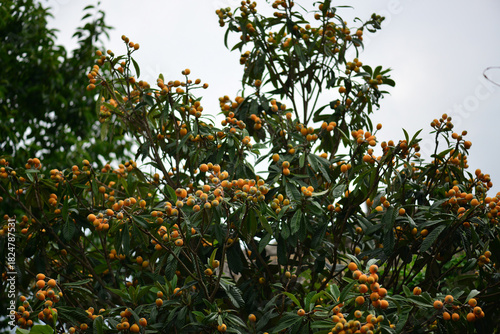 Foto Eriobotrya japonica with long oval leaves, brown hairy young shoots, and yellow edible fruits; leaves traditionally used for lung and stomach support