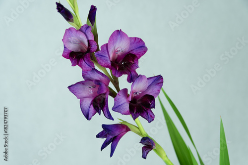 Obraz na płótnie Fioletowy mieczyk gladiolus