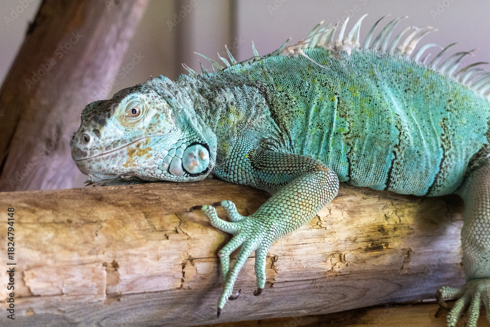 Obraz premium Iguane vert
