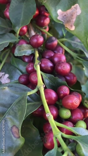 Wallpaper Mural coffee plantation in Minas Gerais Torontodigital.ca