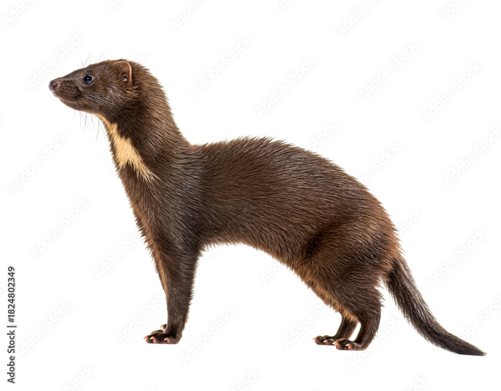 Naklejka premium American pine marten standing in profile, isolated on transparent background
